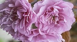 Cherry blosoom trilogy